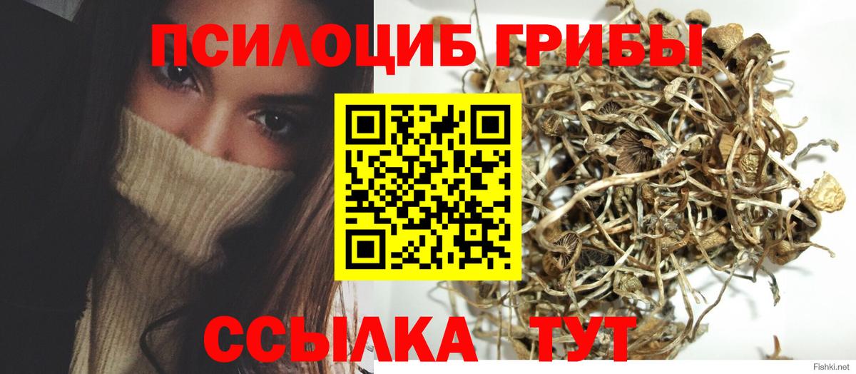 Ржев  Галлюциногенные грибы Cubensis  Вход с VPN 